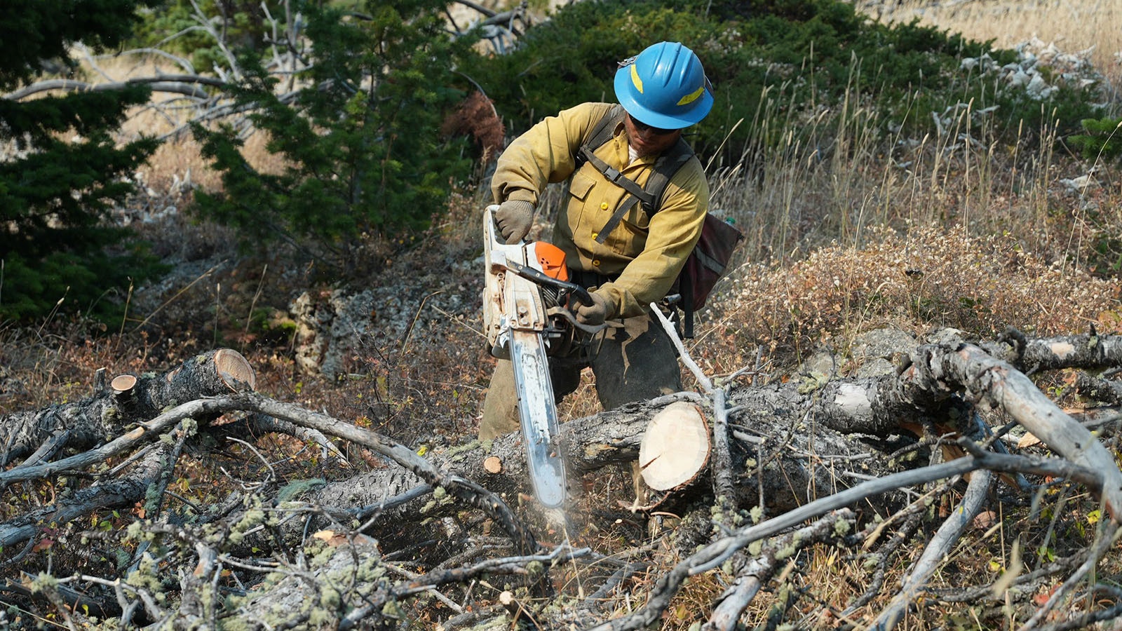 A firefighter uses a chainsaw to clear timber along Red Grade Road south of the Elk Fire in 2024.