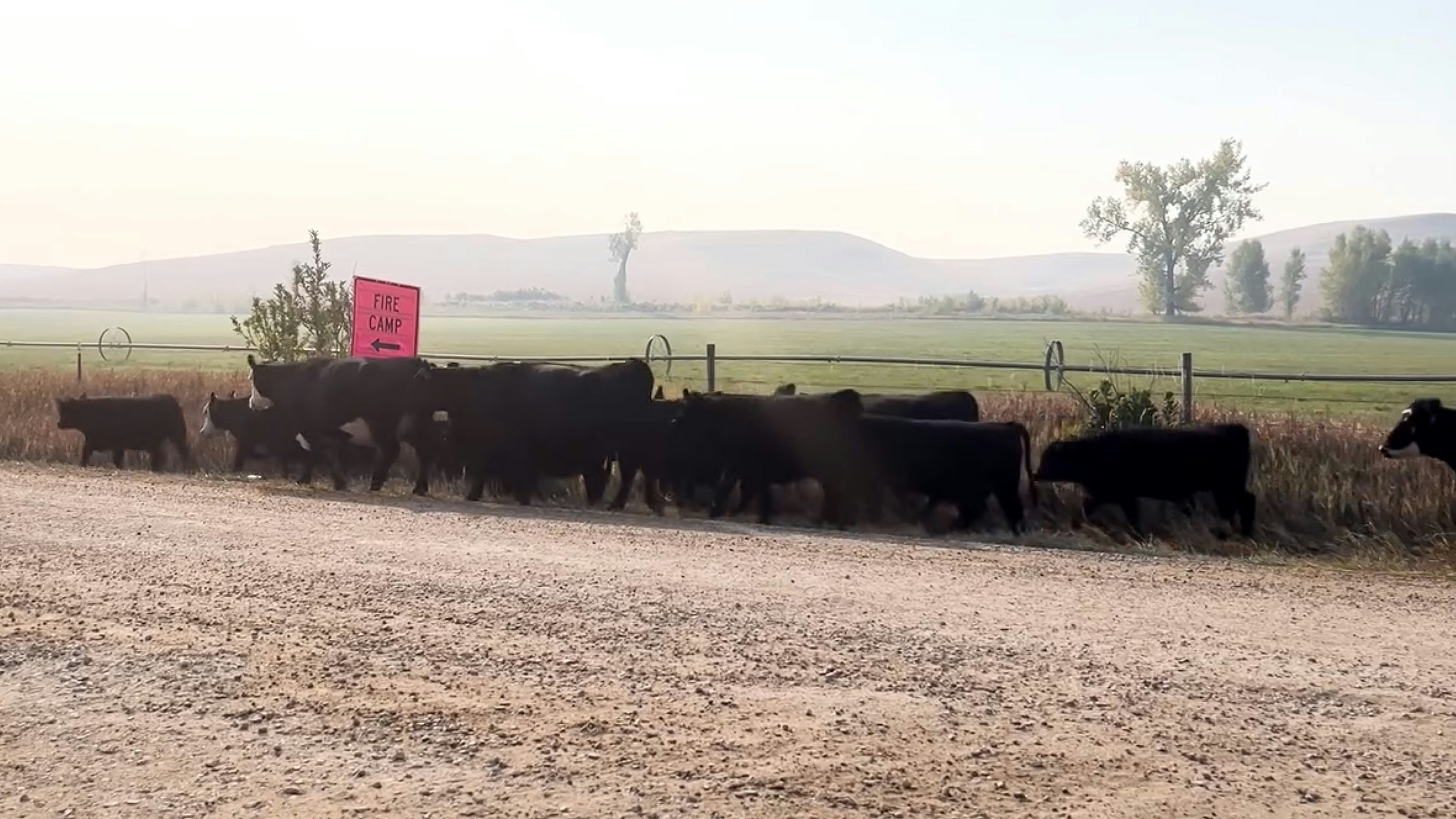 A herd of cows is pushed past the command camp for the Elk Fire with plenty of smoke in the air.