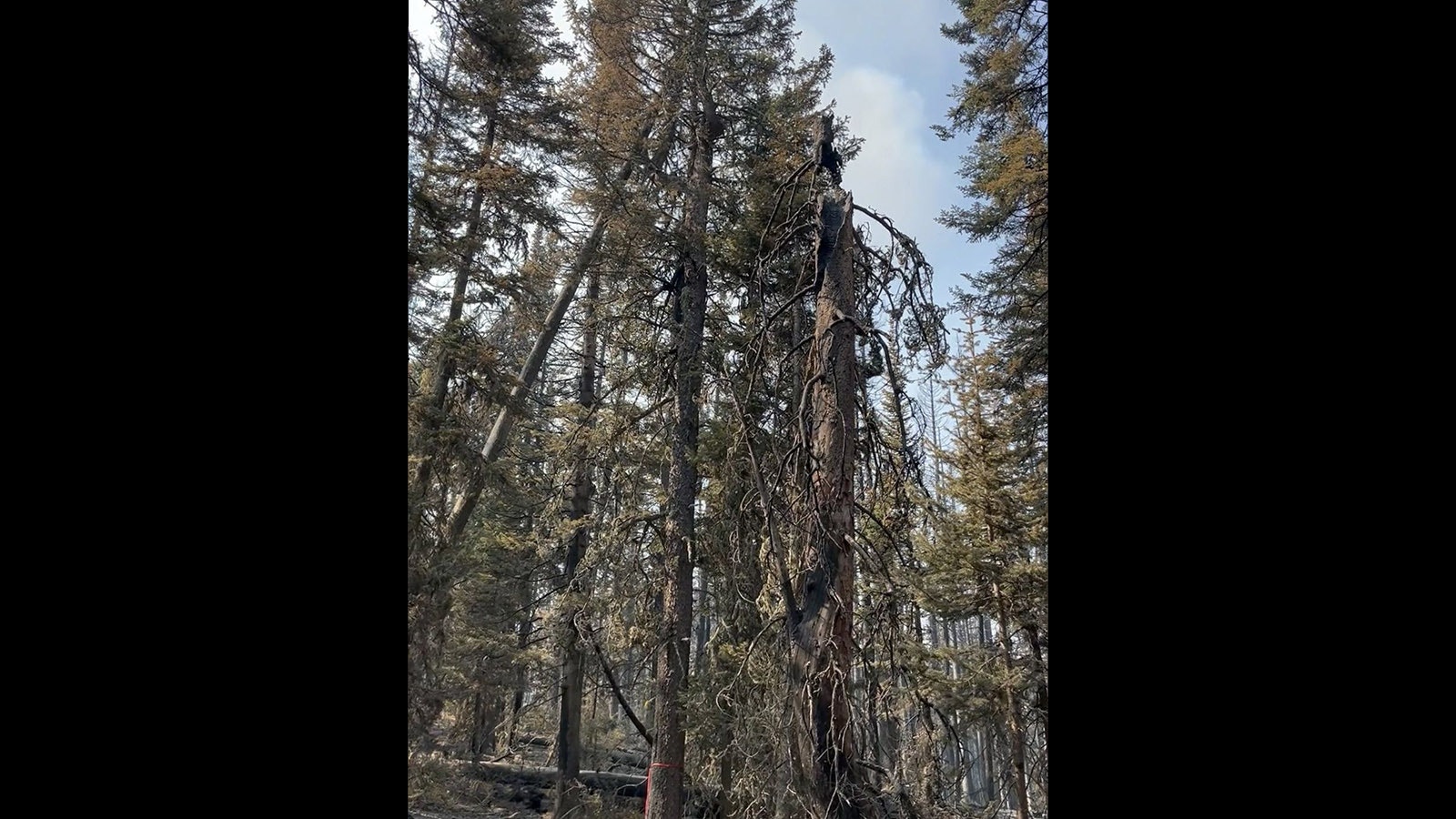 This is the area where lightning has been confirmed to have started the Elk Fire.