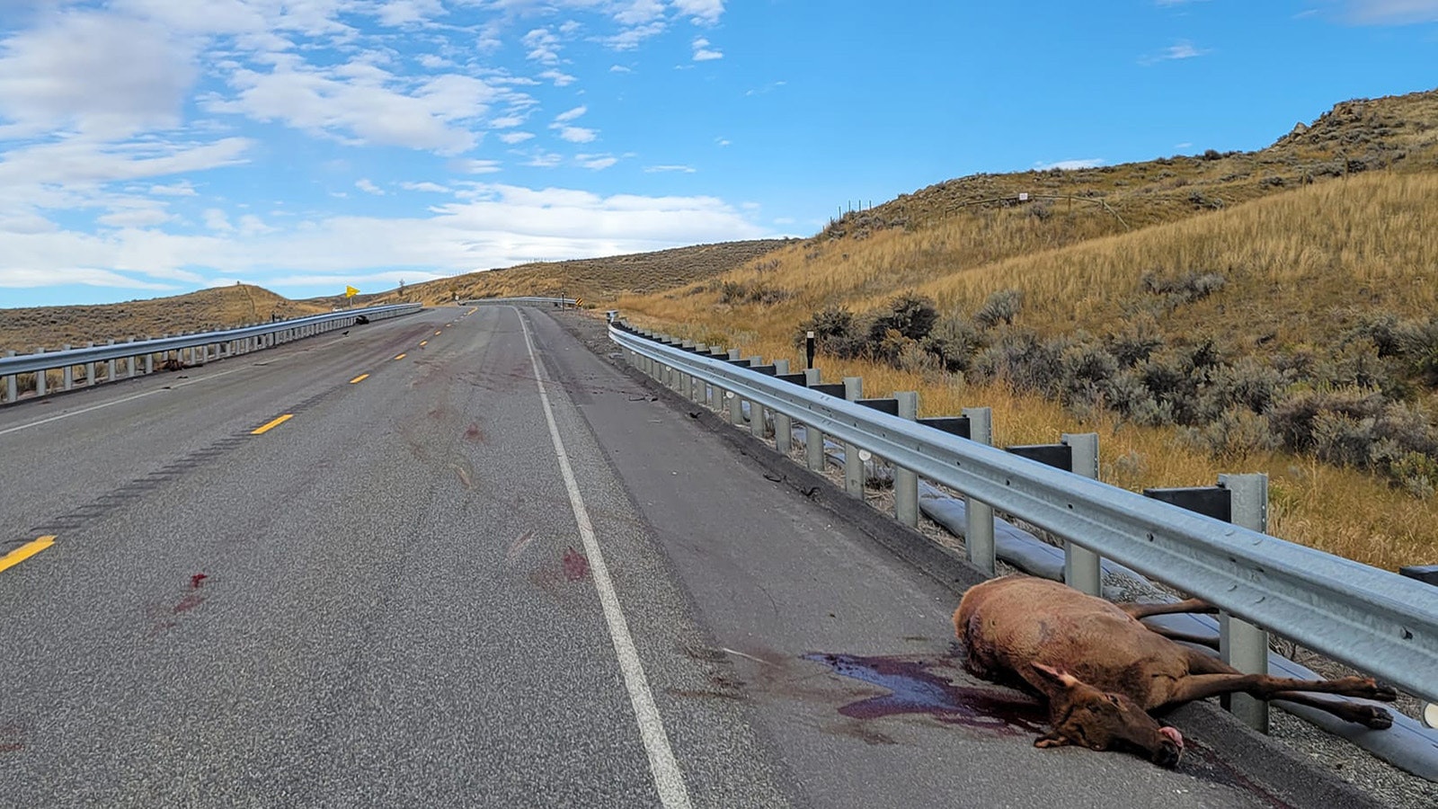 One of at least four elk hit and killed Sunday.