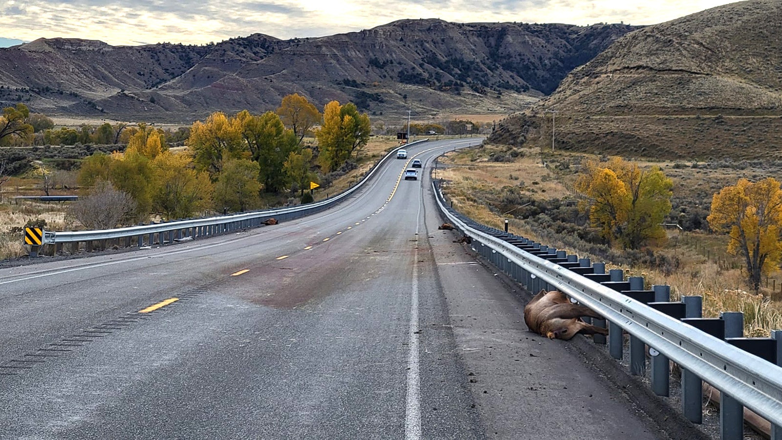 Elk carcasses were strewn across Highway 120 Sunday after a truck couldn't avoid a herd on the road.