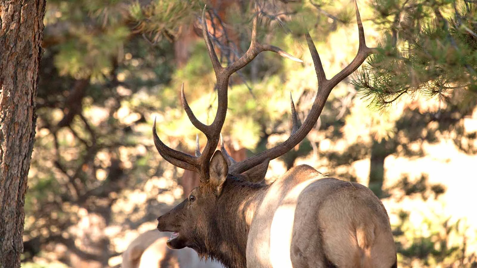 During the peak antler growing-season of spring and early summer, bull elk and buck deer can add an inch per day to their antlers thanks to lush foliage. Now that it's the peak of summer, antler growth will grind almost to a halt.