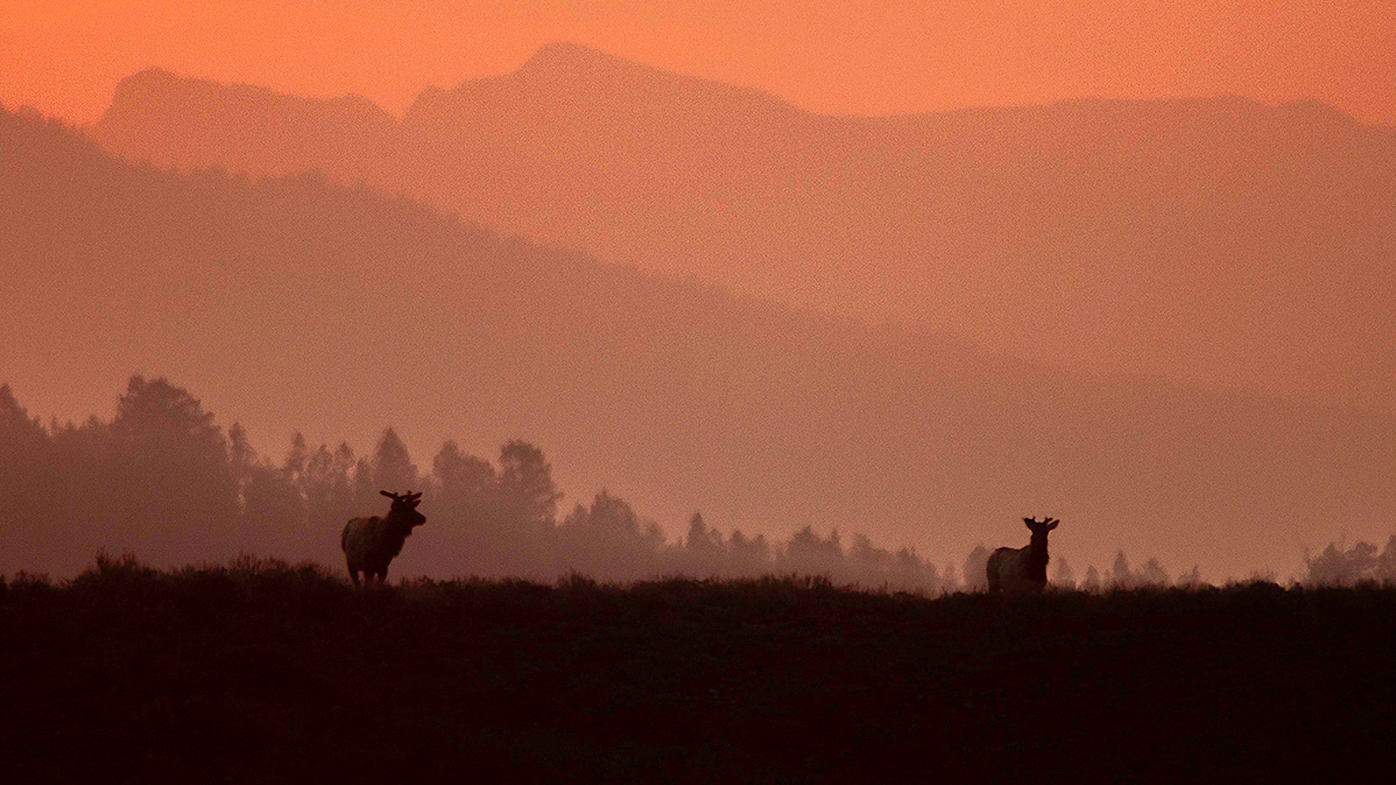 Elk Sunrise v2 1 100 dpi