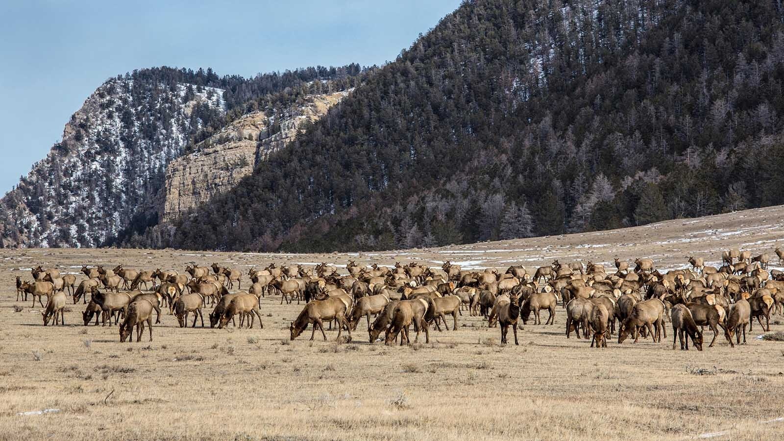 An Buffalo, Wyoming-area elk hunter claims that he and others are denied hunting opportunities by a landowner hoarding the herd by deliberately driving elk away from public land, like in this file photo of Wyoming elk on winter range.