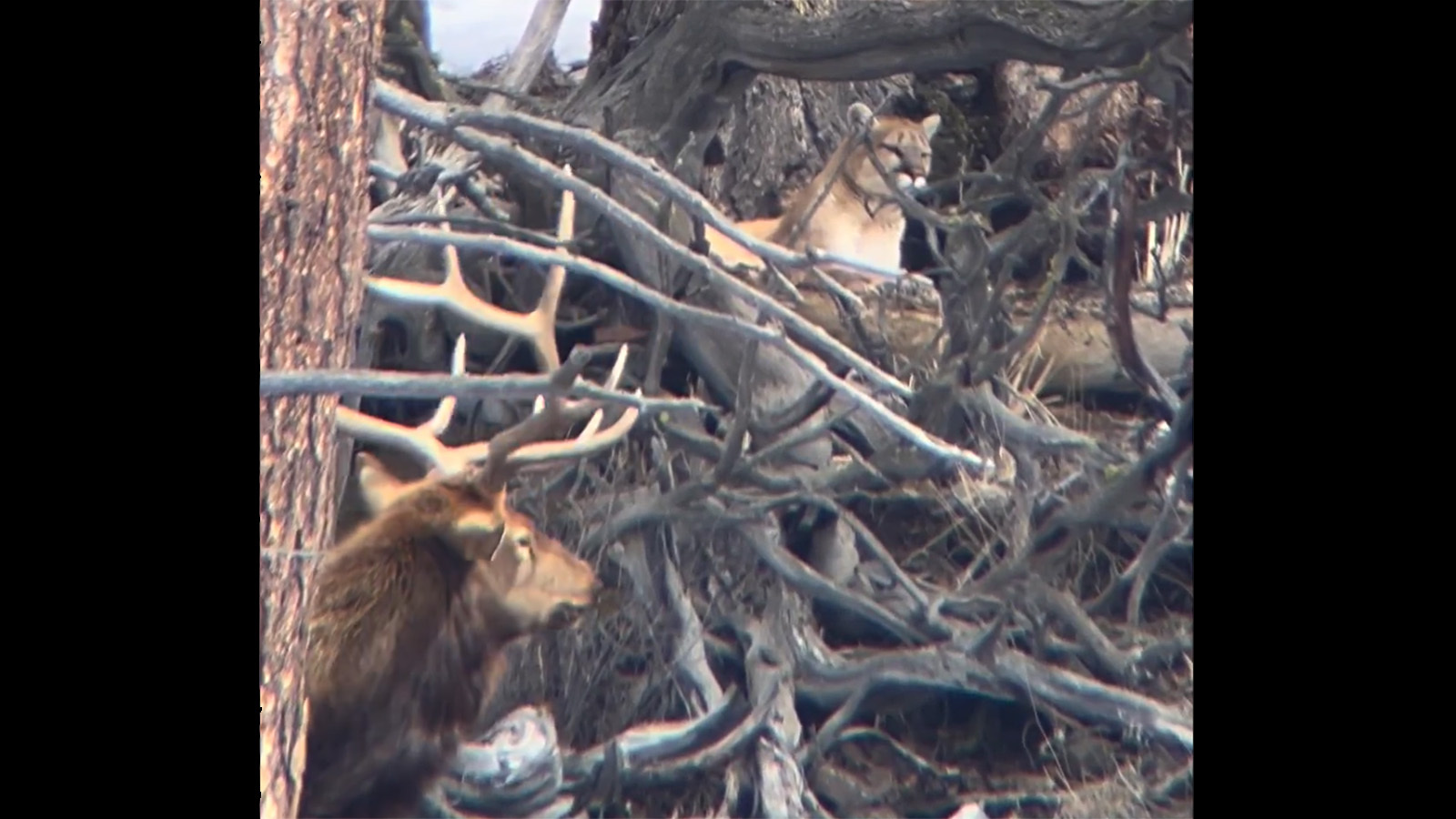 A bull elk that came up on a mountain lion in Yellowstone National Park recently is lucky the lion had already dined on bighorn sheep, a wildlife official says.