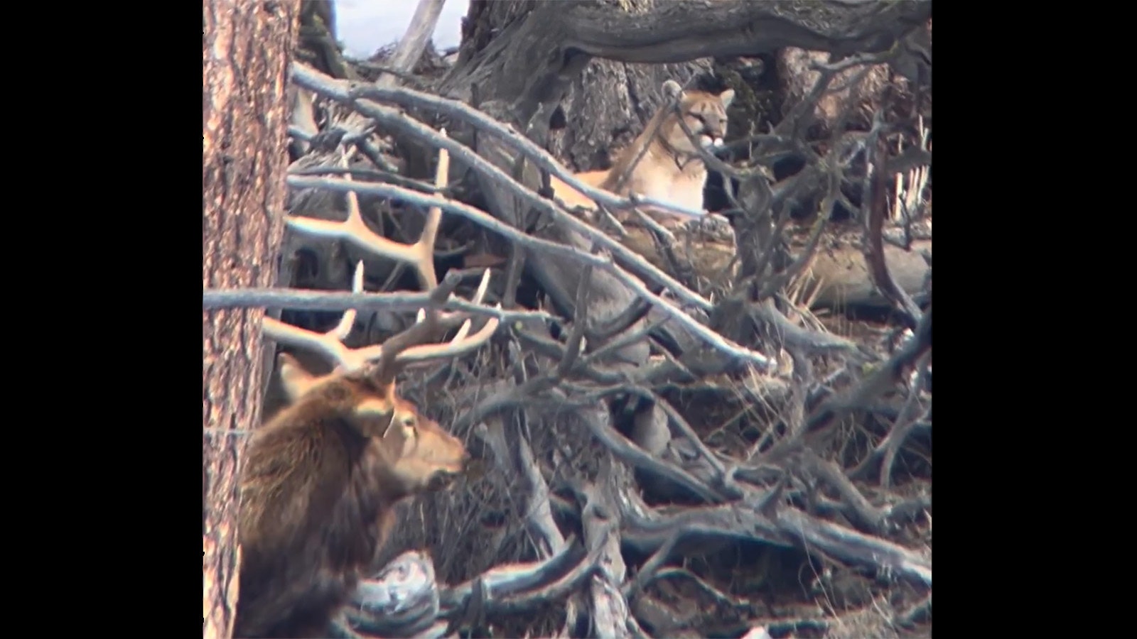 A bull elk that came up on a mountain lion in Yellowstone National Park recently is lucky the lion had already dined on bighorn sheep, a wildlife official says.