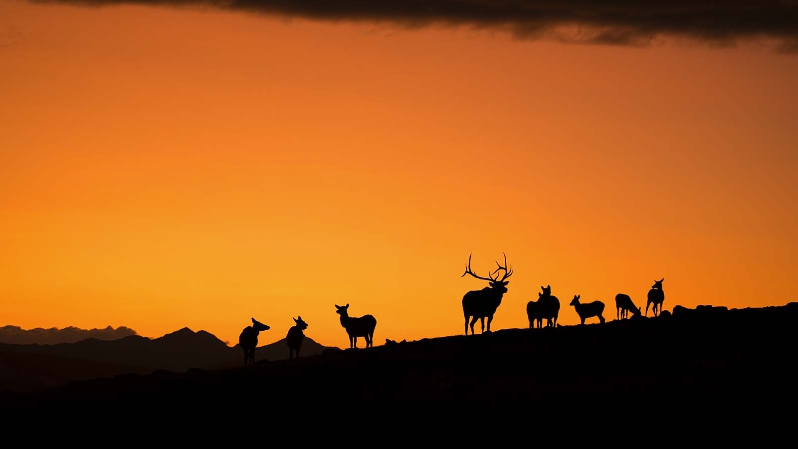 A herd of elk farmers call "the night raiders" are gorging themselves on crops, then making tracks before the sun rises.