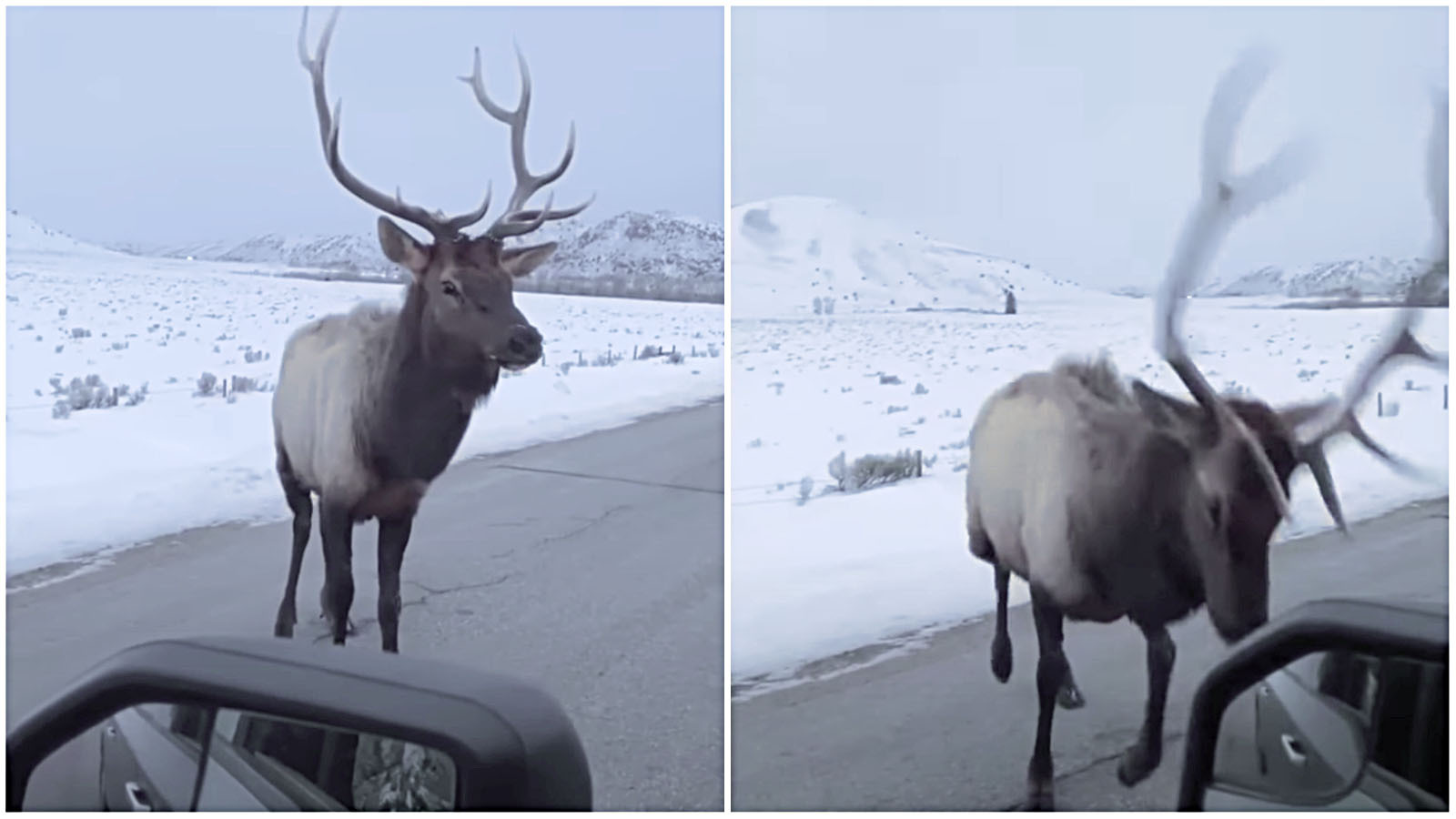 Colorado Driver Taunts Elk, And It Promptly… Cowboy State Daily