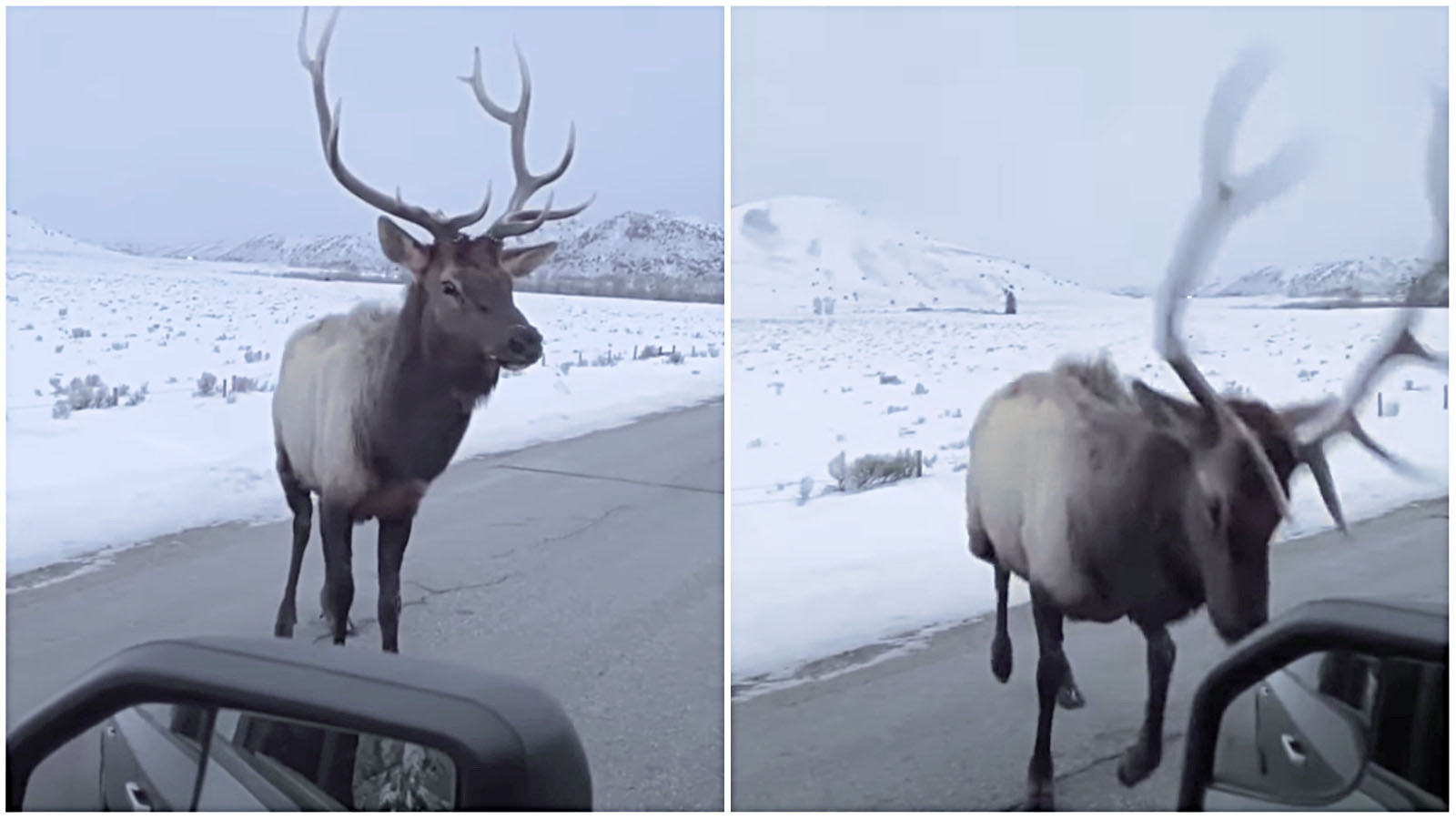 Elk attacks tire 1 9 23