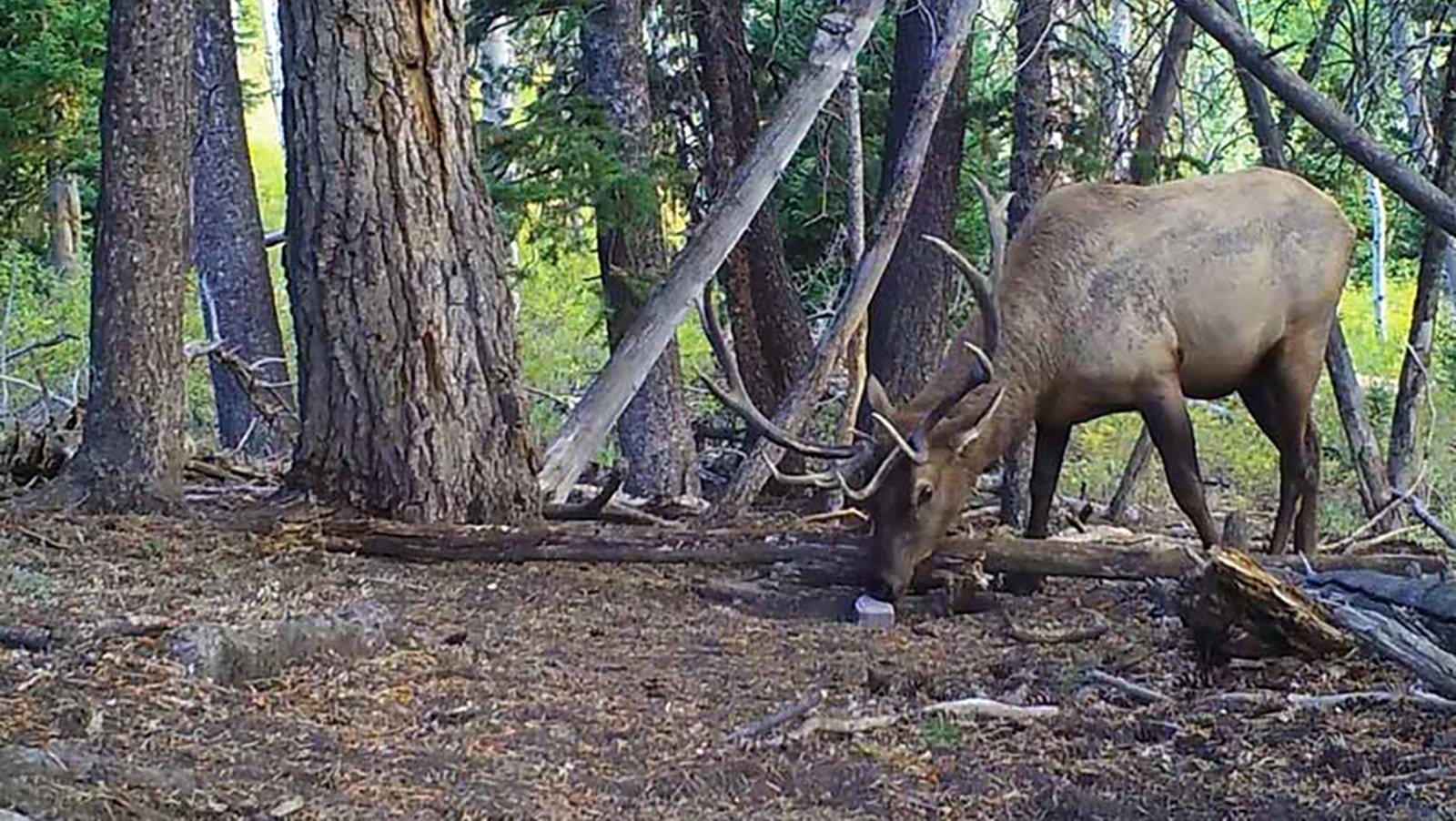 A bull elk attracted to a salt lick.