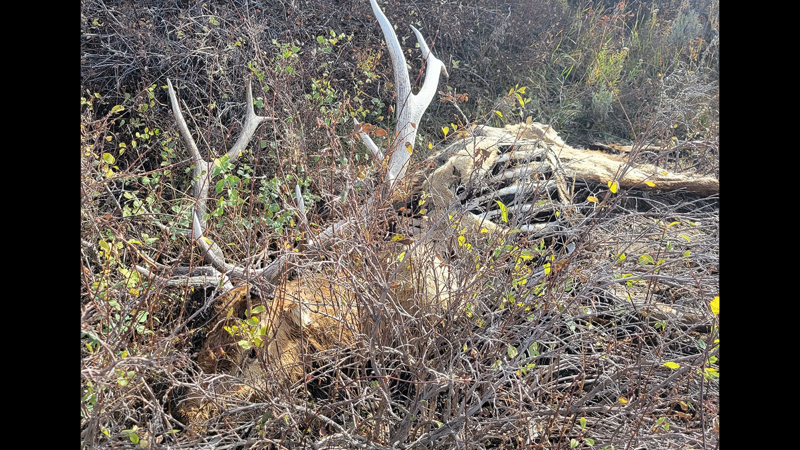This elk carcass was one of many winterkill animals that Wyoming hunter Vance McGahey found in Lincoln County.