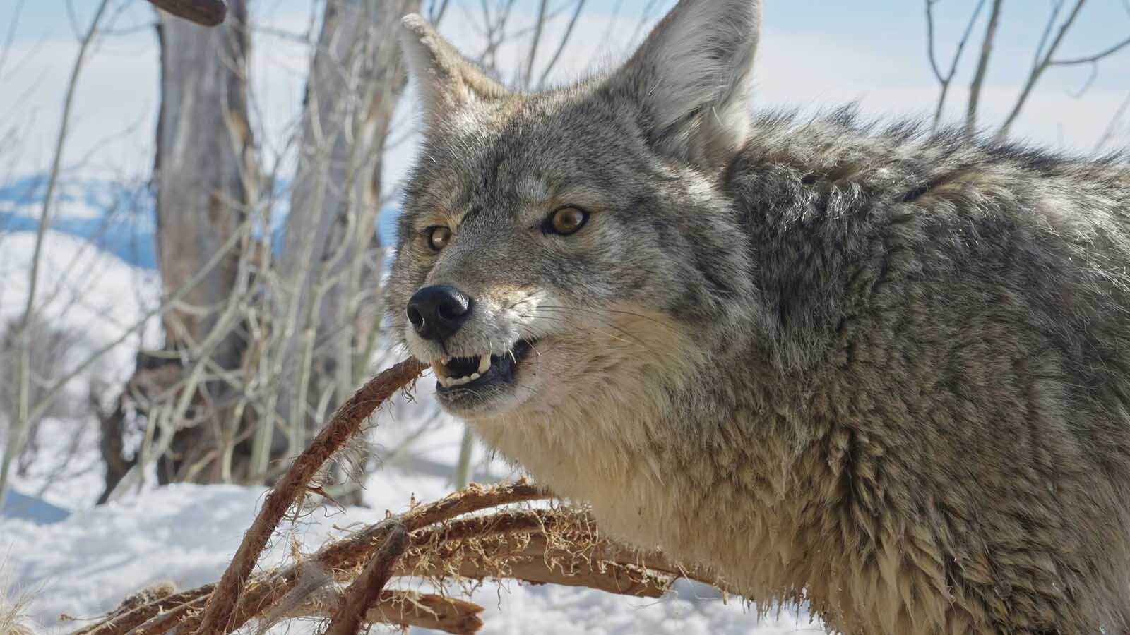 Eagles, coyotes, foxes and other wildlife did their part to gobble up the carcass of bull elk that died near Togwotee Pass.
