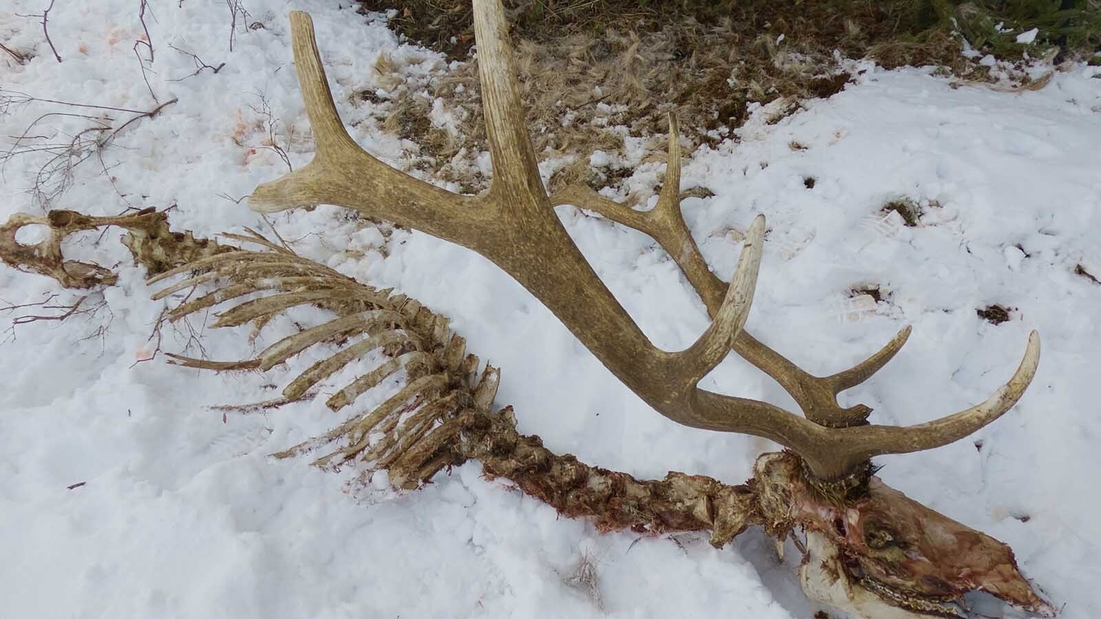 It took about six weeks for wolves, eagles and other wildlife to strip this bull elk carcass clean.