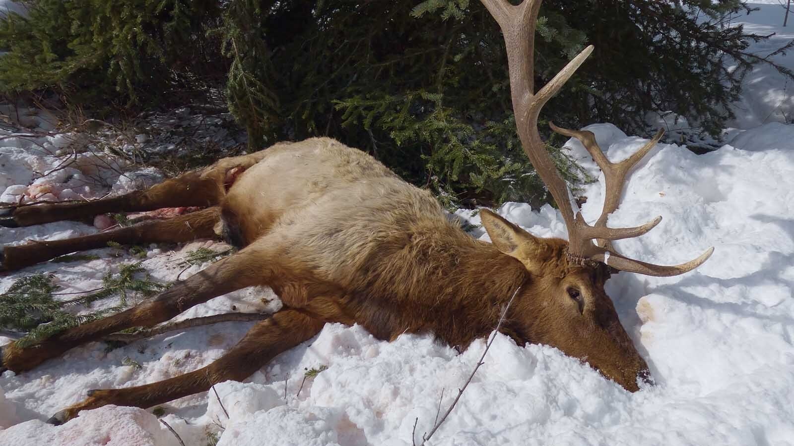 It took about six weeks for wolves, eagles and other wildlife to strip this bull elk carcass clean.
