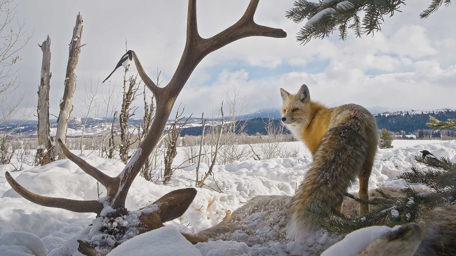 Eagles, coyotes, foxes and other wildlife did their part to gobble up the carcass of bull elk that died near Togwotee Pass.