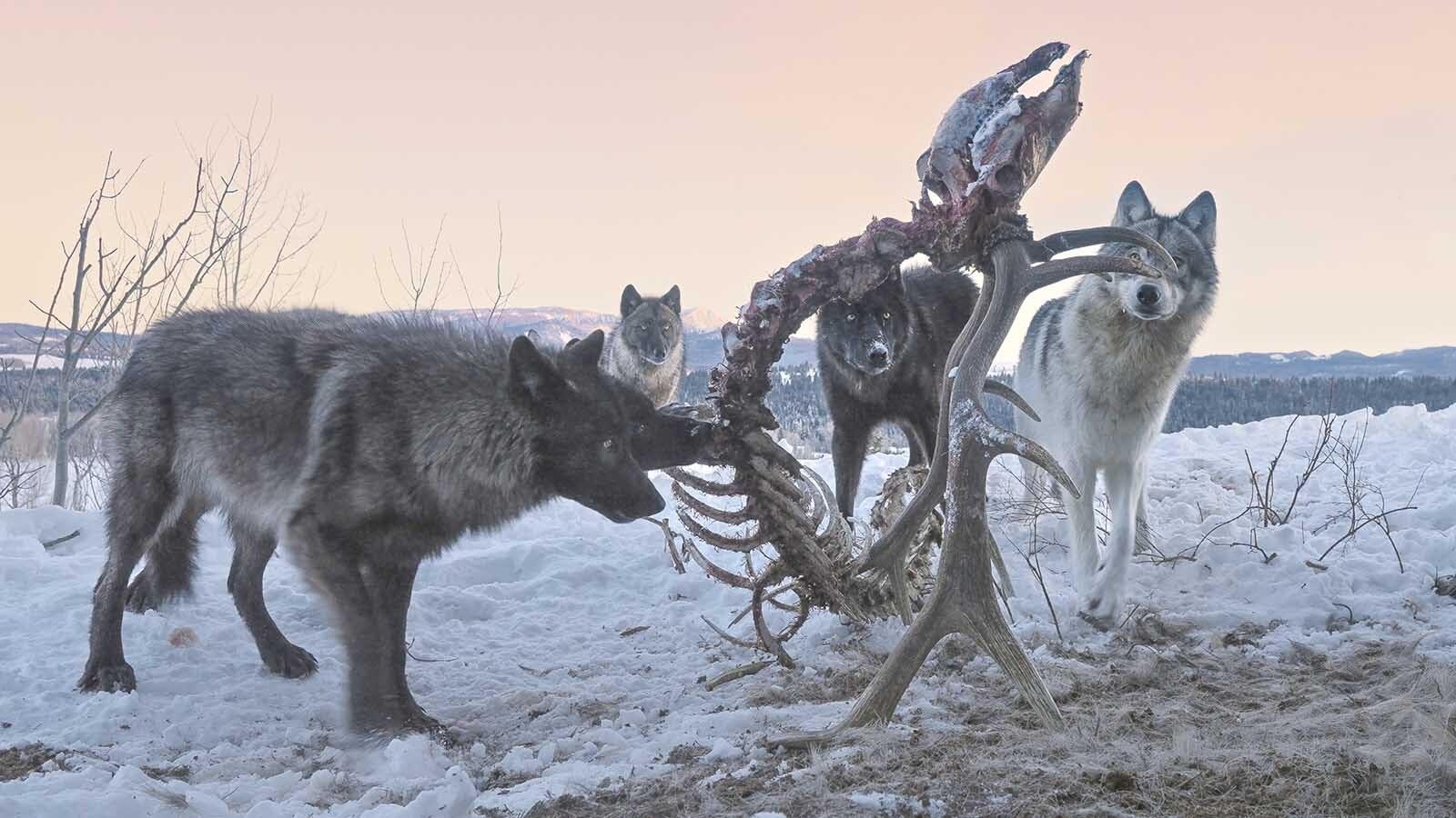 A pack of wolves were the primary consumers of a bull elk carcass near Togwotee Pass.