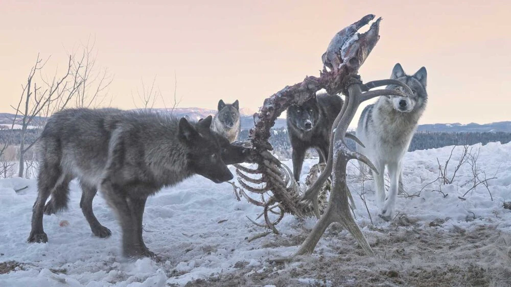 A pack of wolves were the primary consumers of a bull elk carcass near Togwotee Pass.