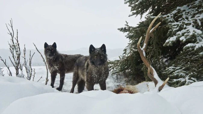 A pack of wolves were the primary consumers of a bull elk carcass near Togwotee Pass.