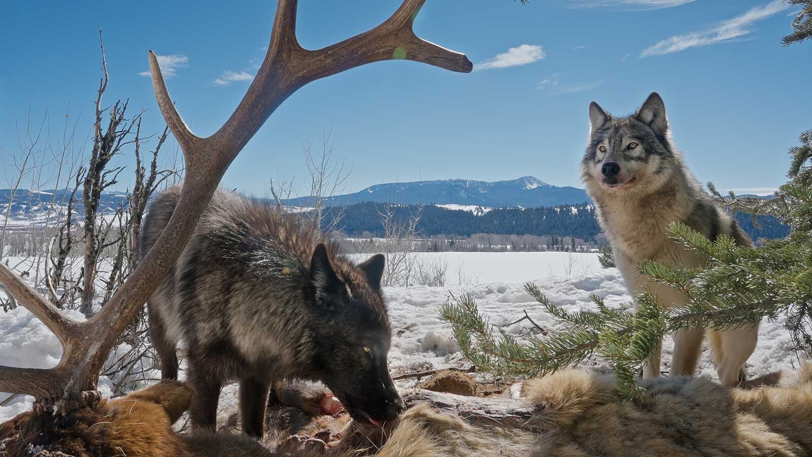 A pack of wolves were the primary consumers of a bull elk carcass near Togwotee Pass.