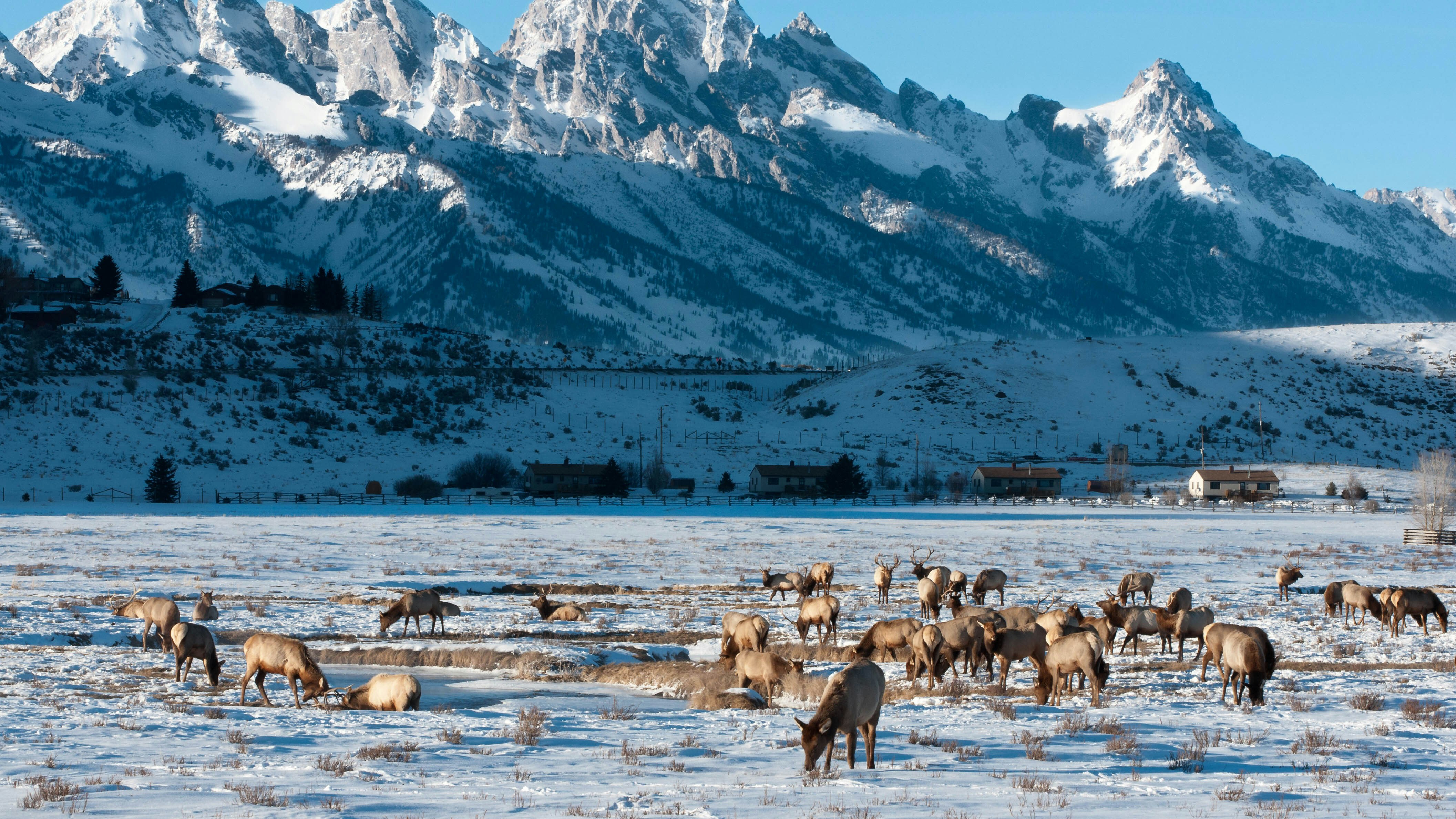 Elk feed in the shadow of the Grand Tetons in Wyoming.