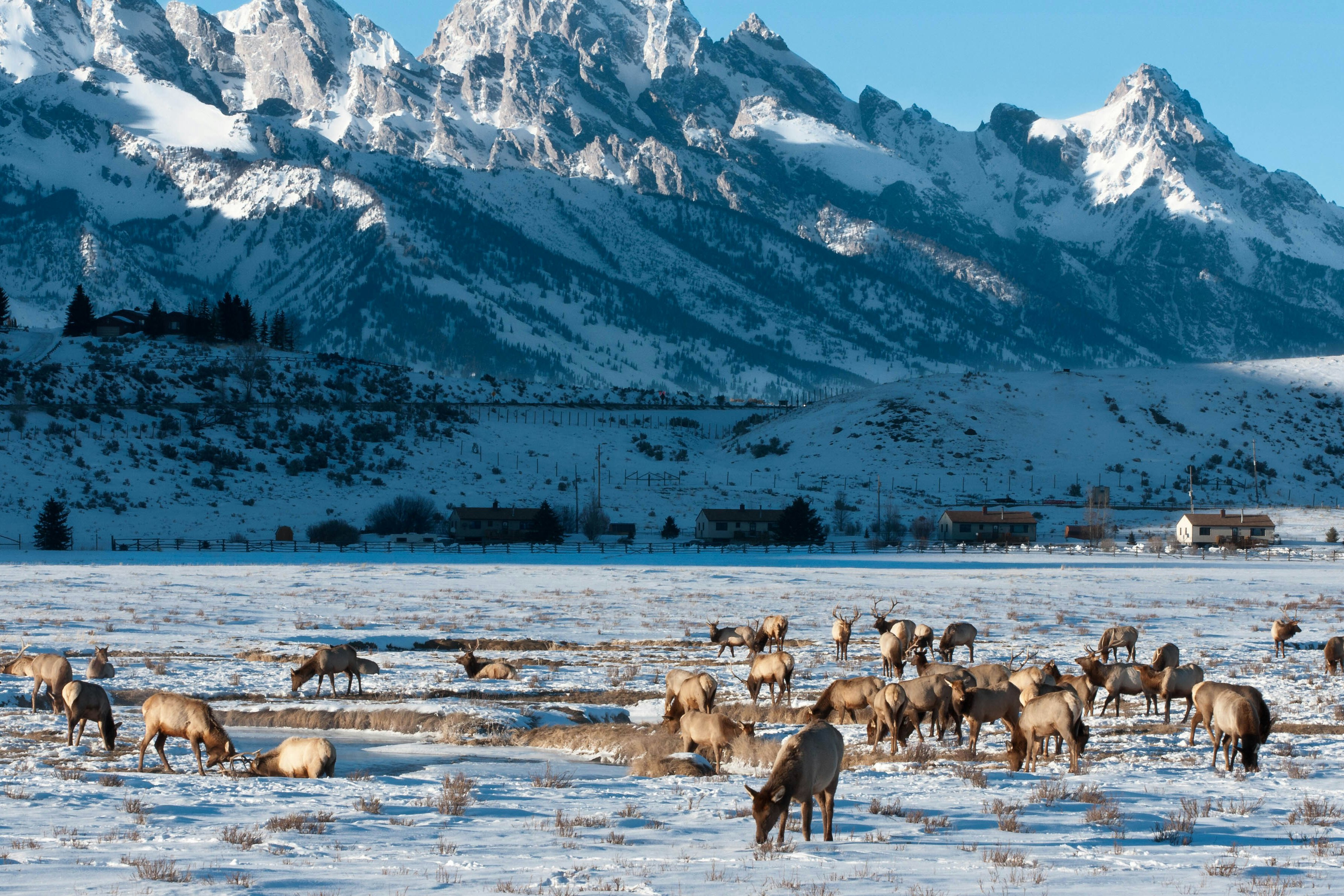 Elk feed in the shadow of the Grand Tetons in Wyoming.