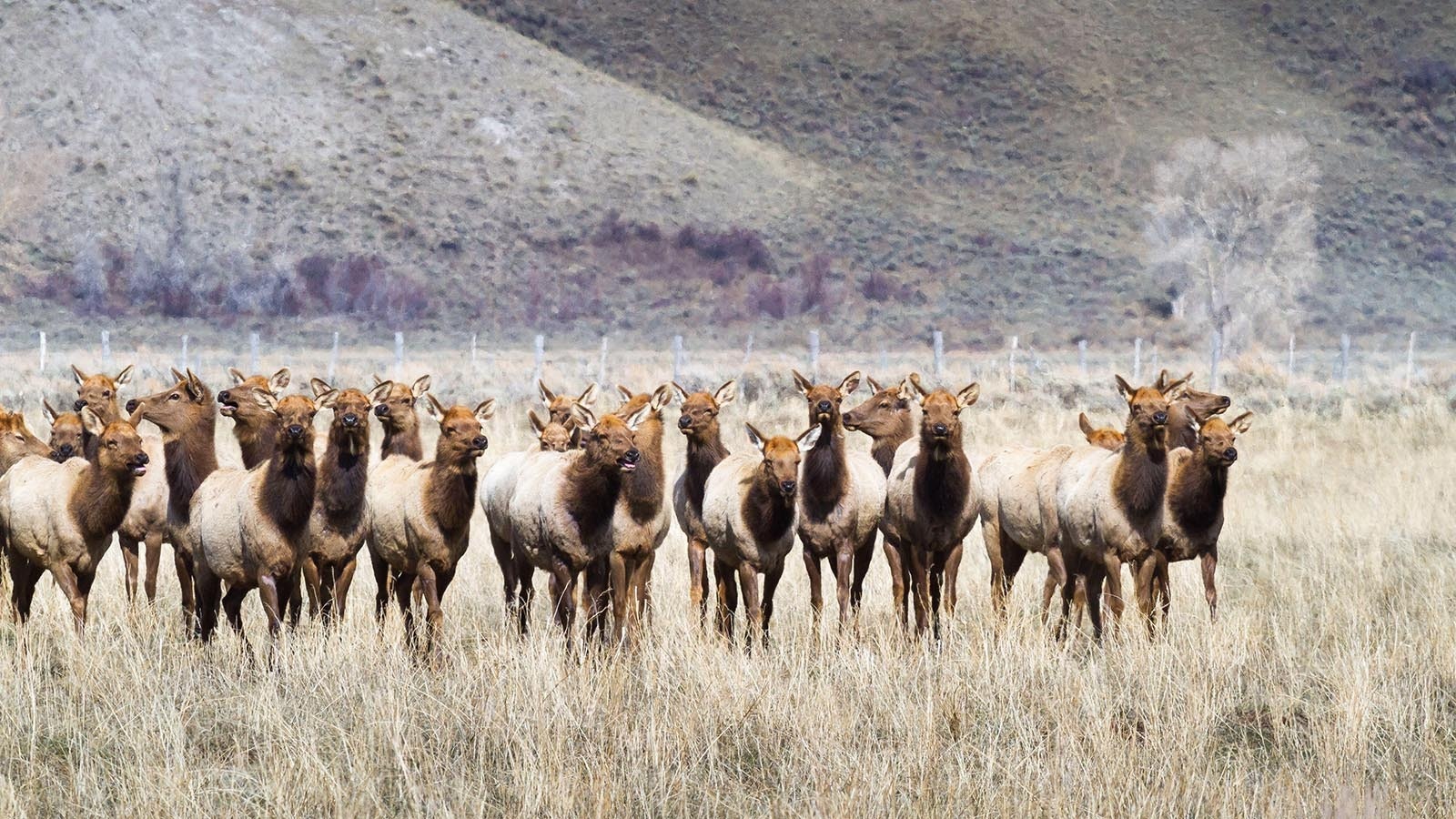 After being shot down in the Wyoming Legislature’s 2025 session, a proposal to let Wyoming landowners put their hunting tags up for sale was revived before a legislative committee Friday.