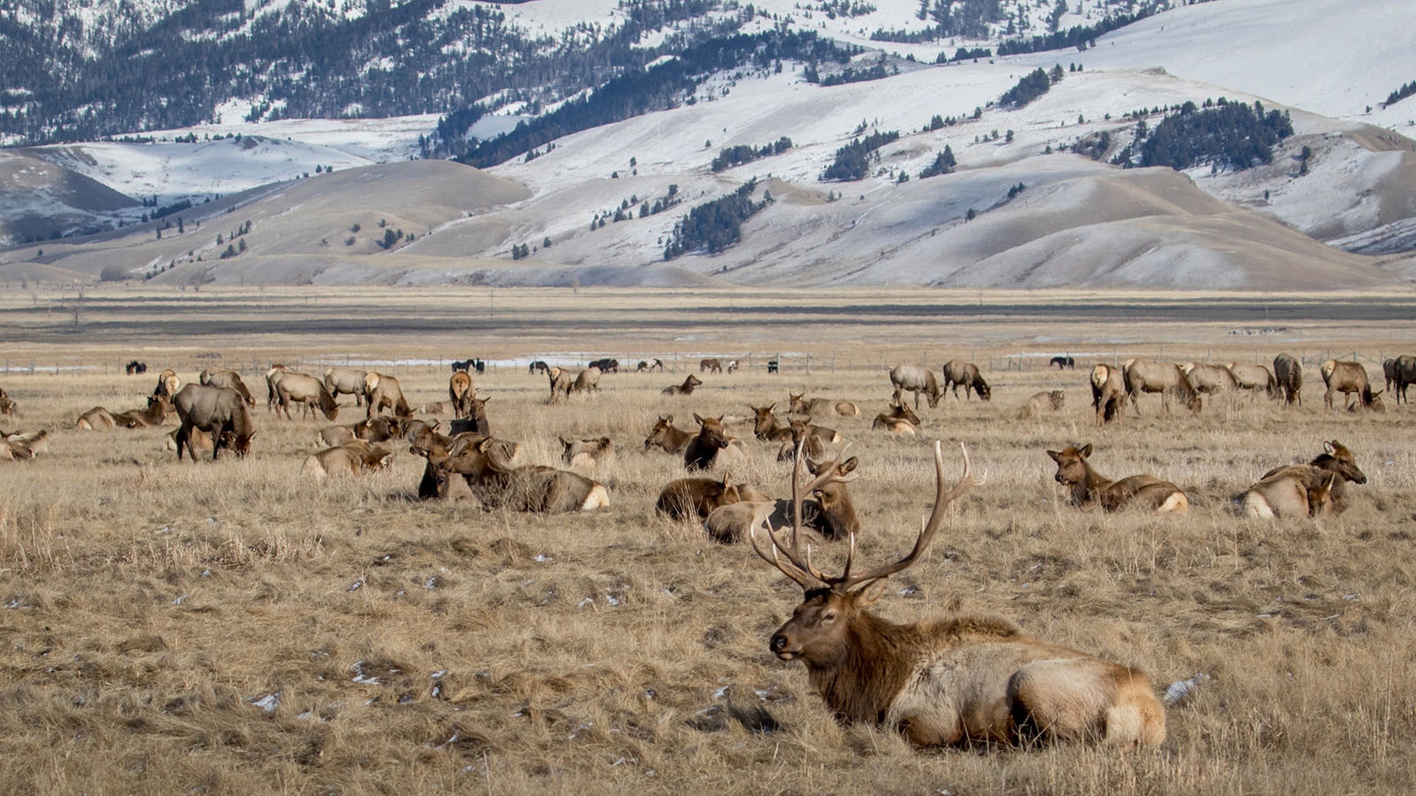A herd of Wyoming elk take a break at the foot of the Grand Tetons.