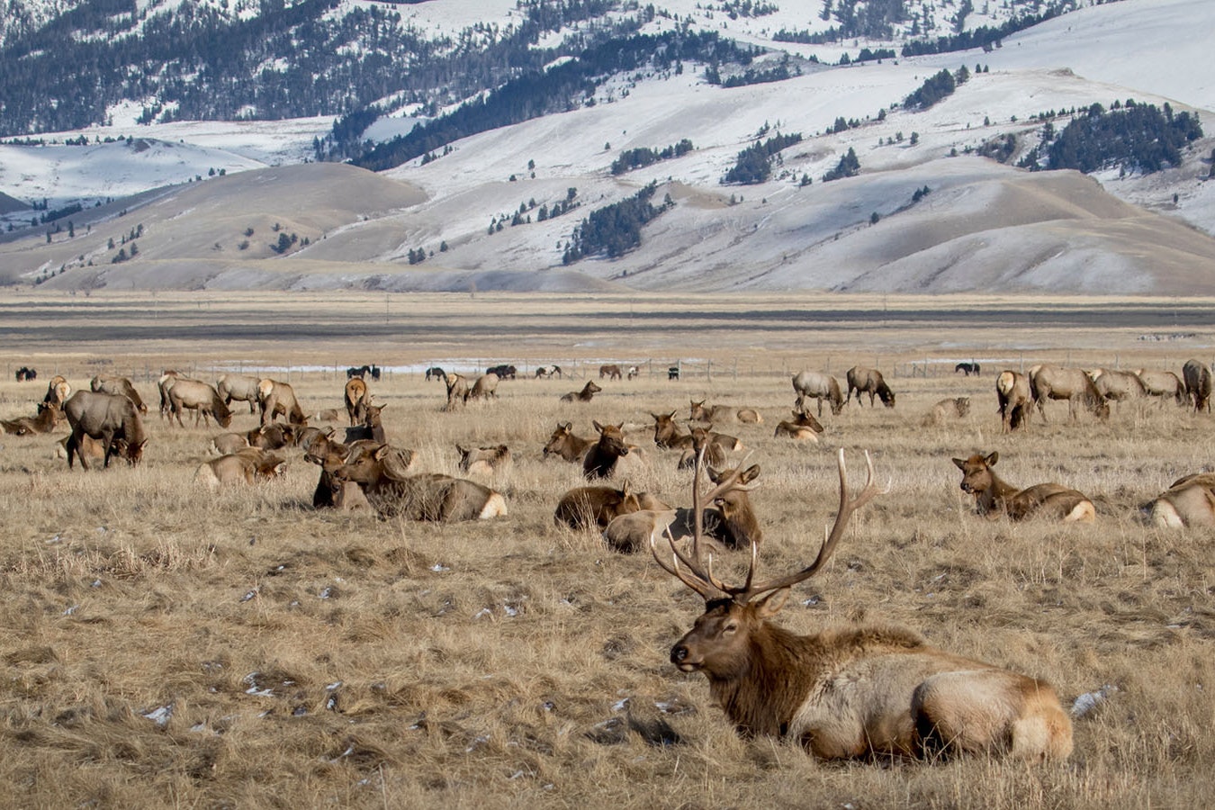 A herd of Wyoming elk take a break at the foot of the Grand Tetons.