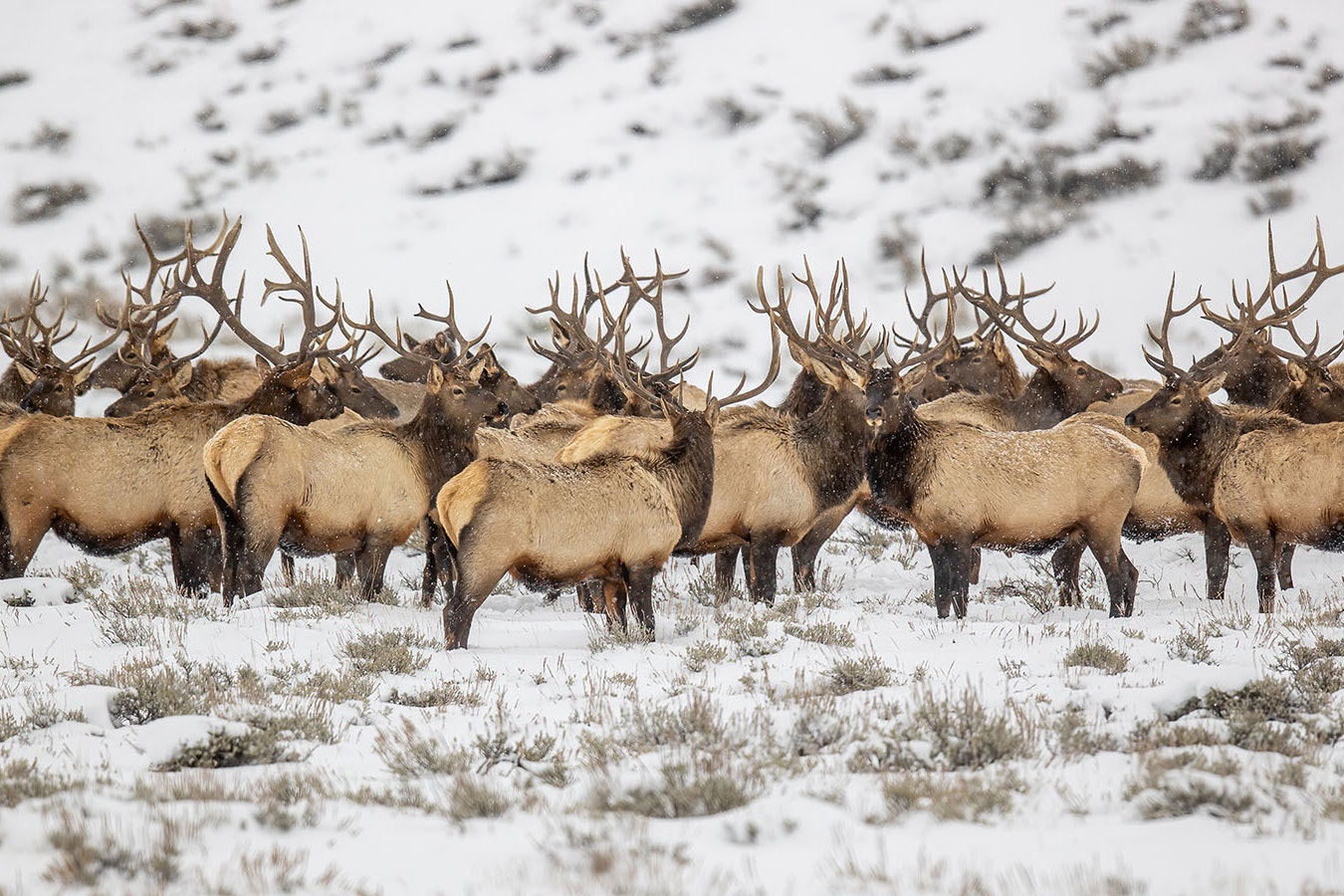 A herd of elk stand close together on a snowy Wyoming range.