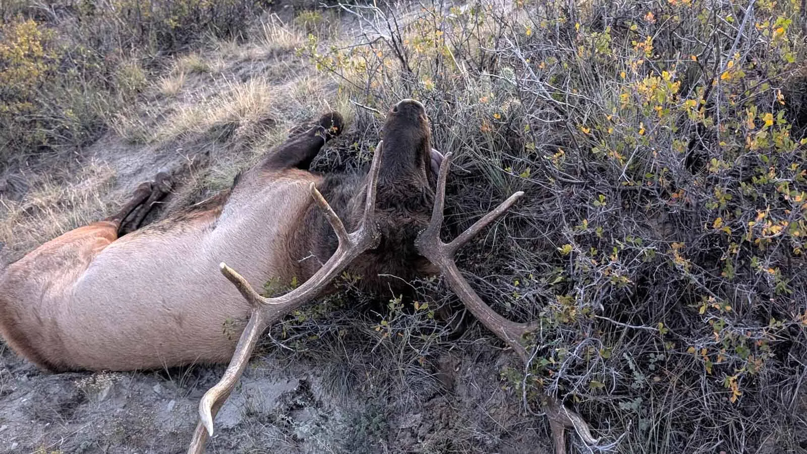 Hunter Kills Elk, Finds Out It Has Rare ‘Nutmeg Liver,’ Decides To Eat ...