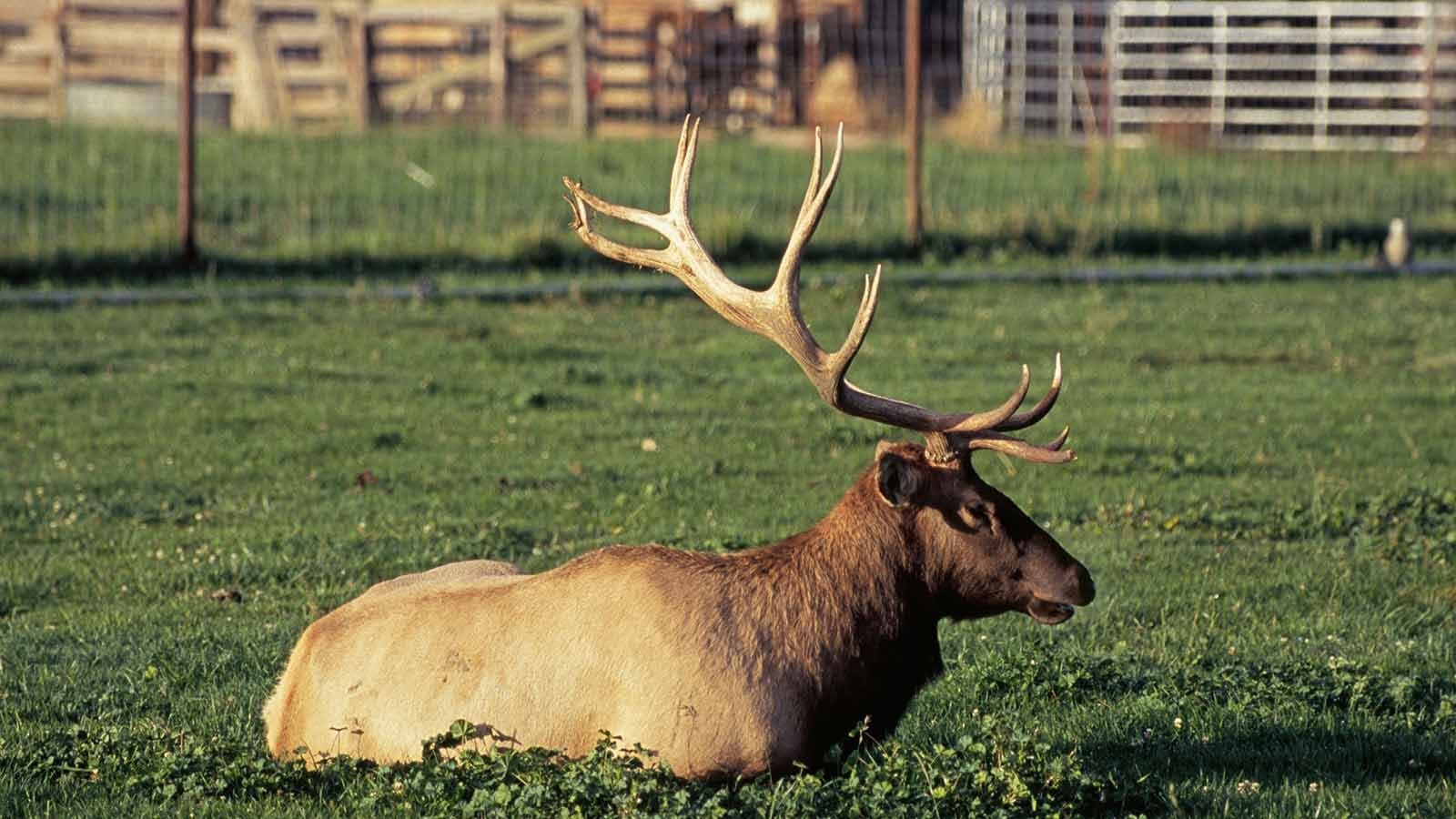 Images of elk and deer with freakishly gargantuan antlers touted as the “new world record” pop up on social media, but the highly respected Boone and Crockett Club says those are probably captive animals that can’t make the official record books.