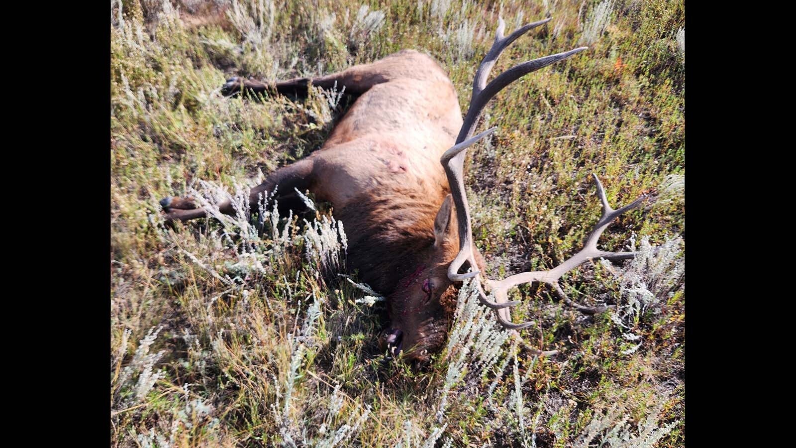 This bull elk was among four illegally shot and left to rot in southern Colorado.