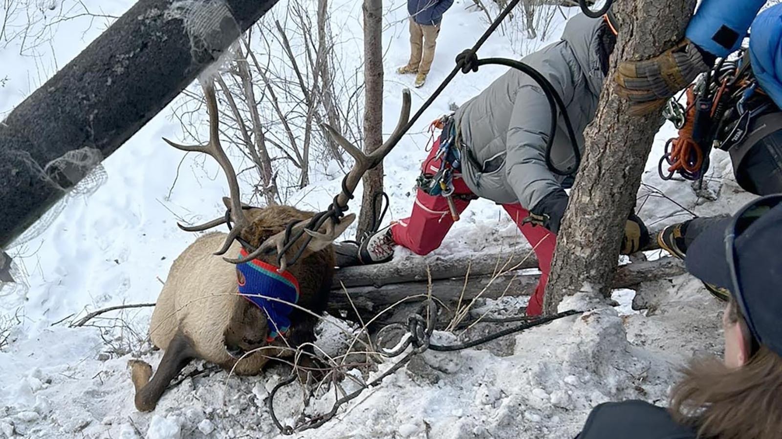 Colorado wildlife agents and ice climbers work together to free a young bull elk trapped on steep hillside after its antlers got tangled in a climbing rope.