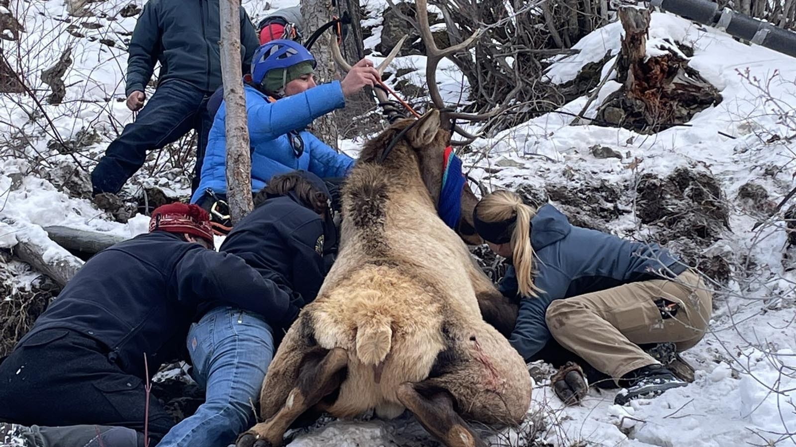 Colorado wildlife agents and ice climbers work together to free a young bull elk trapped on steep hillside after its antlers got tangled in a climbing rope.