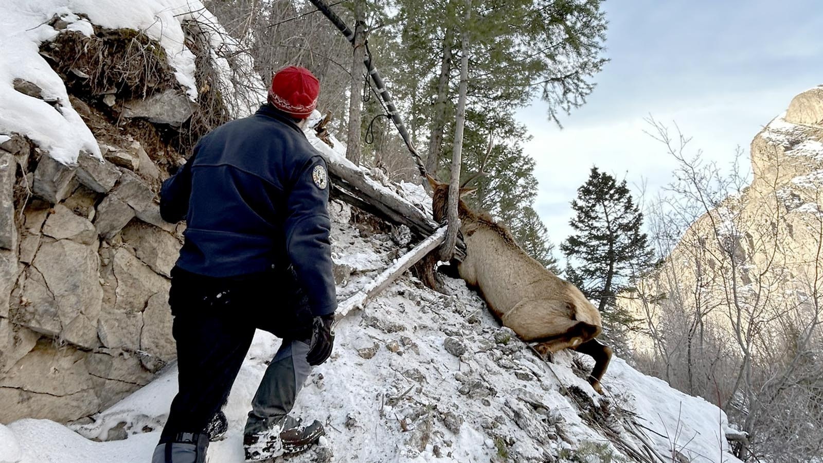 Colorado wildlife agents and ice climbers work together to free a young bull elk trapped on steep hillside after its antlers got tangled in a climbing rope.