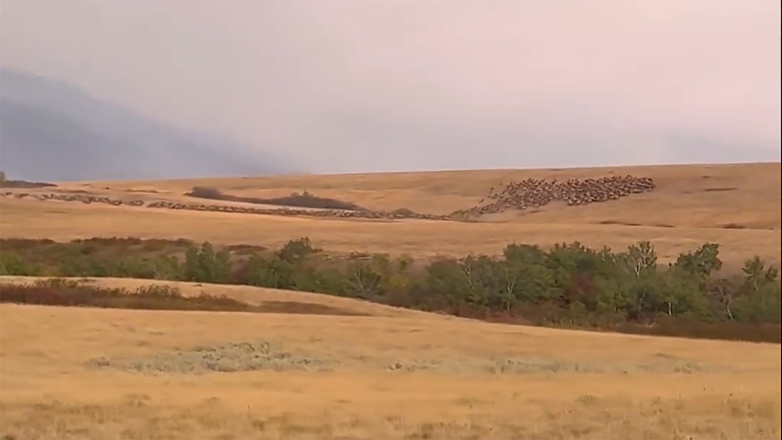 A large herd of elk runs away from the Elk Fire in northern Wyoming.