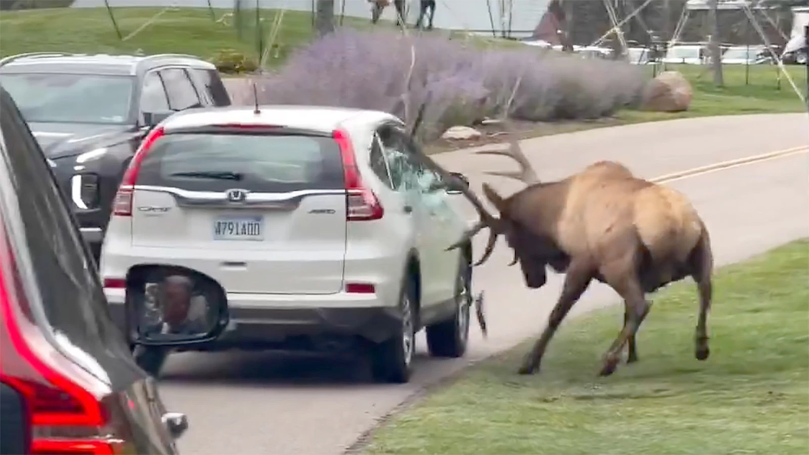 Smash was living up to his nickname earlier this week when he was caught on video trying to battle with a small, white Honda sedan.