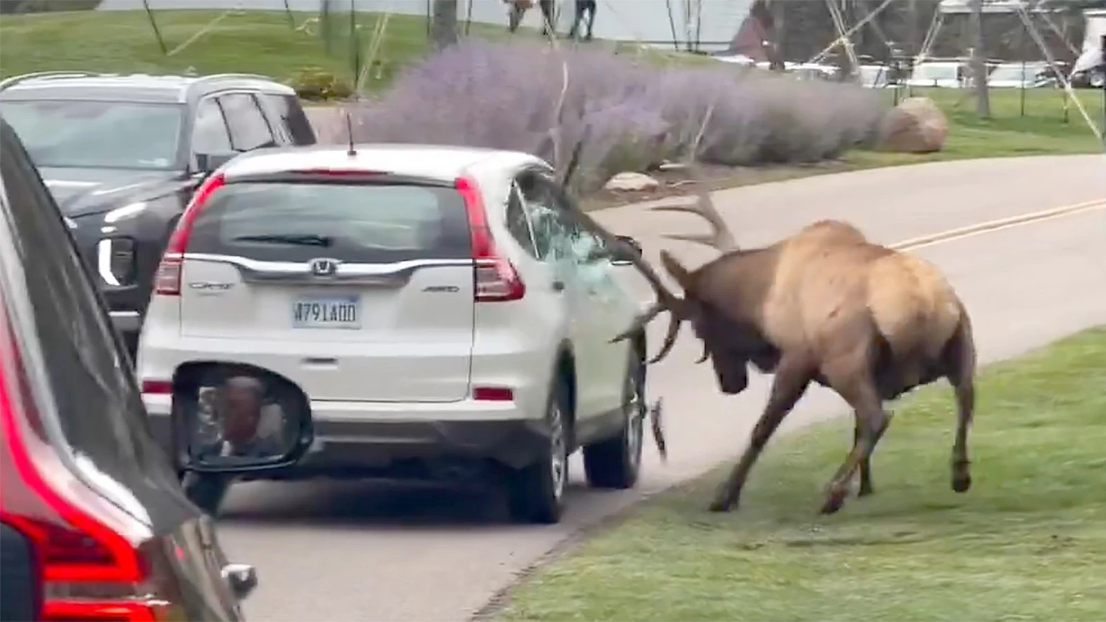 Smash was living up to his nickname earlier this week when he was caught on video trying to battle with a small, white Honda sedan.