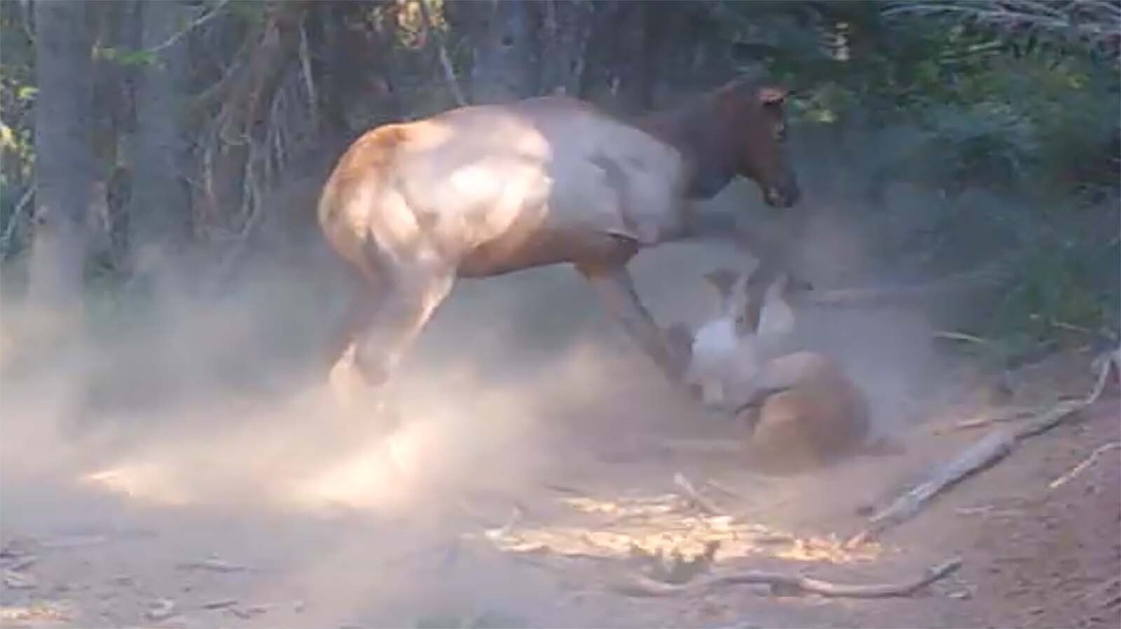 A cow elk viciously stomping a mountain lion, and her own calf, is indicative of the pressure Idaho elk feel from predators, a hunter said.