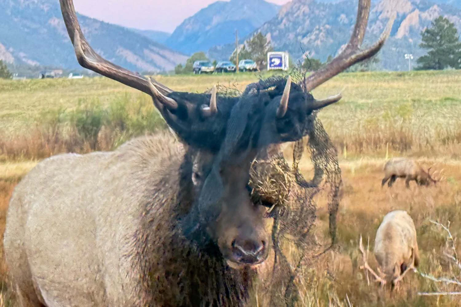 Every fall, bull elk, deer and moose risk getting their antlers tangled in everything from wire fencing and ropes to hammocks, Christmas lights and Halloween decorations.