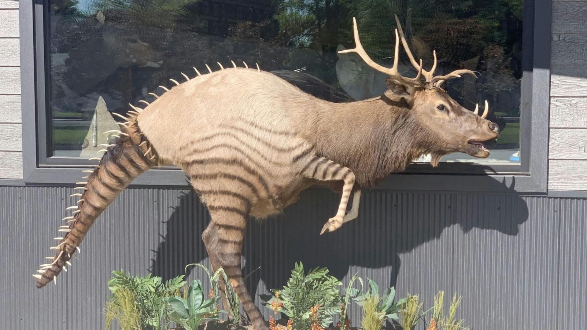 Elkosaurus 10 11 22