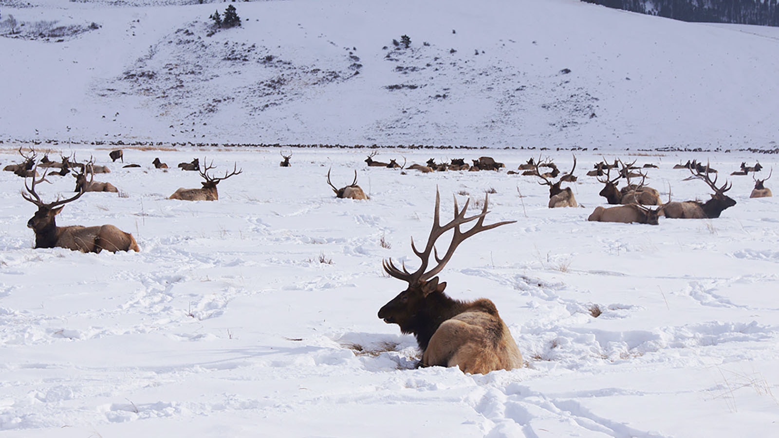 Emergency elk feeding 7 12 23