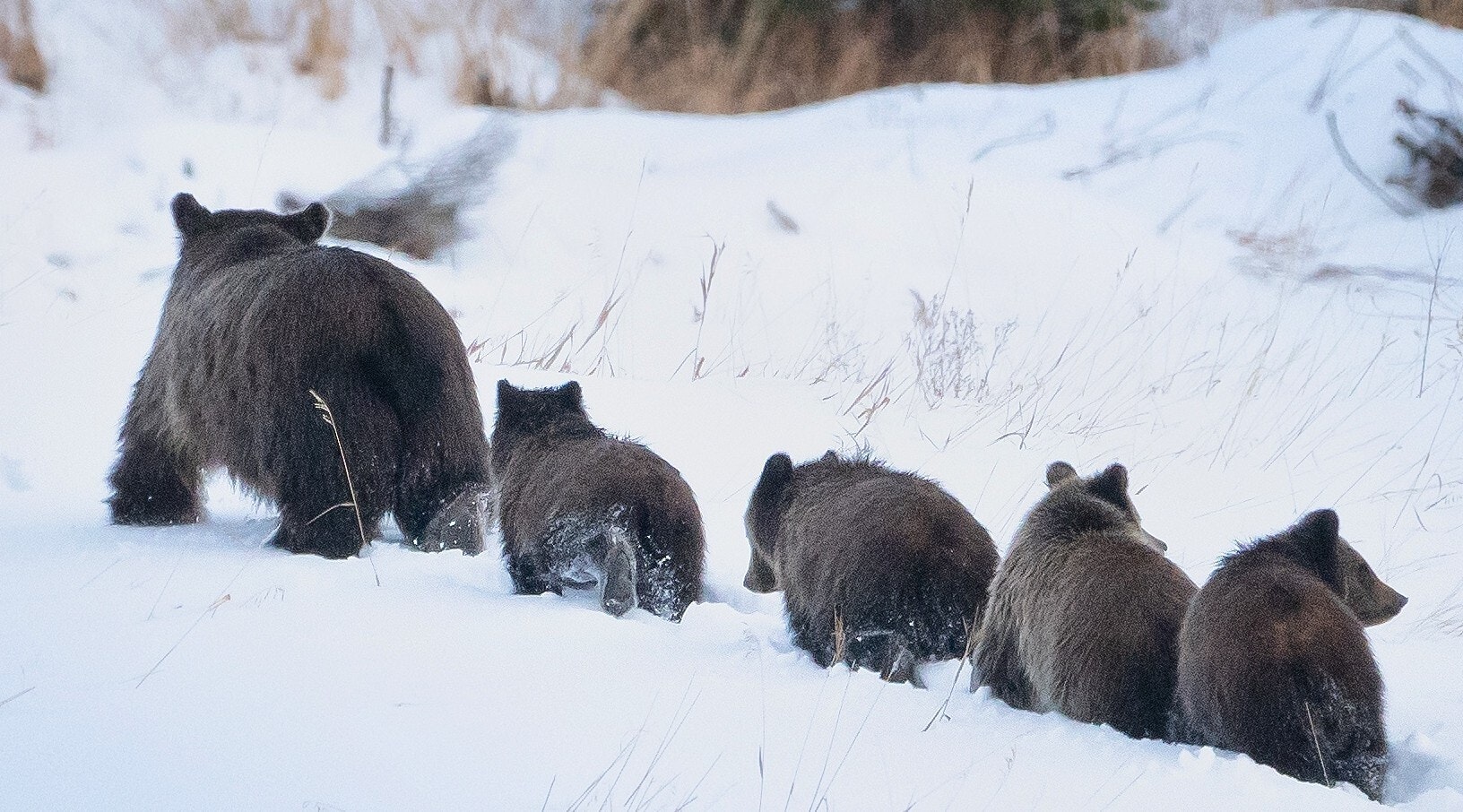 Grizzly 399 and her young brood of four cubs in 2020.