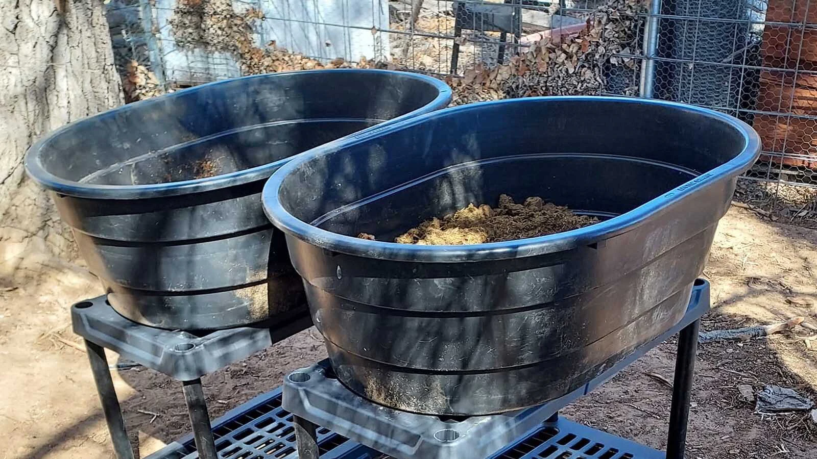Worm wrangler Erika Babbitt-Rogers raises worms in 40-gallon tubs.