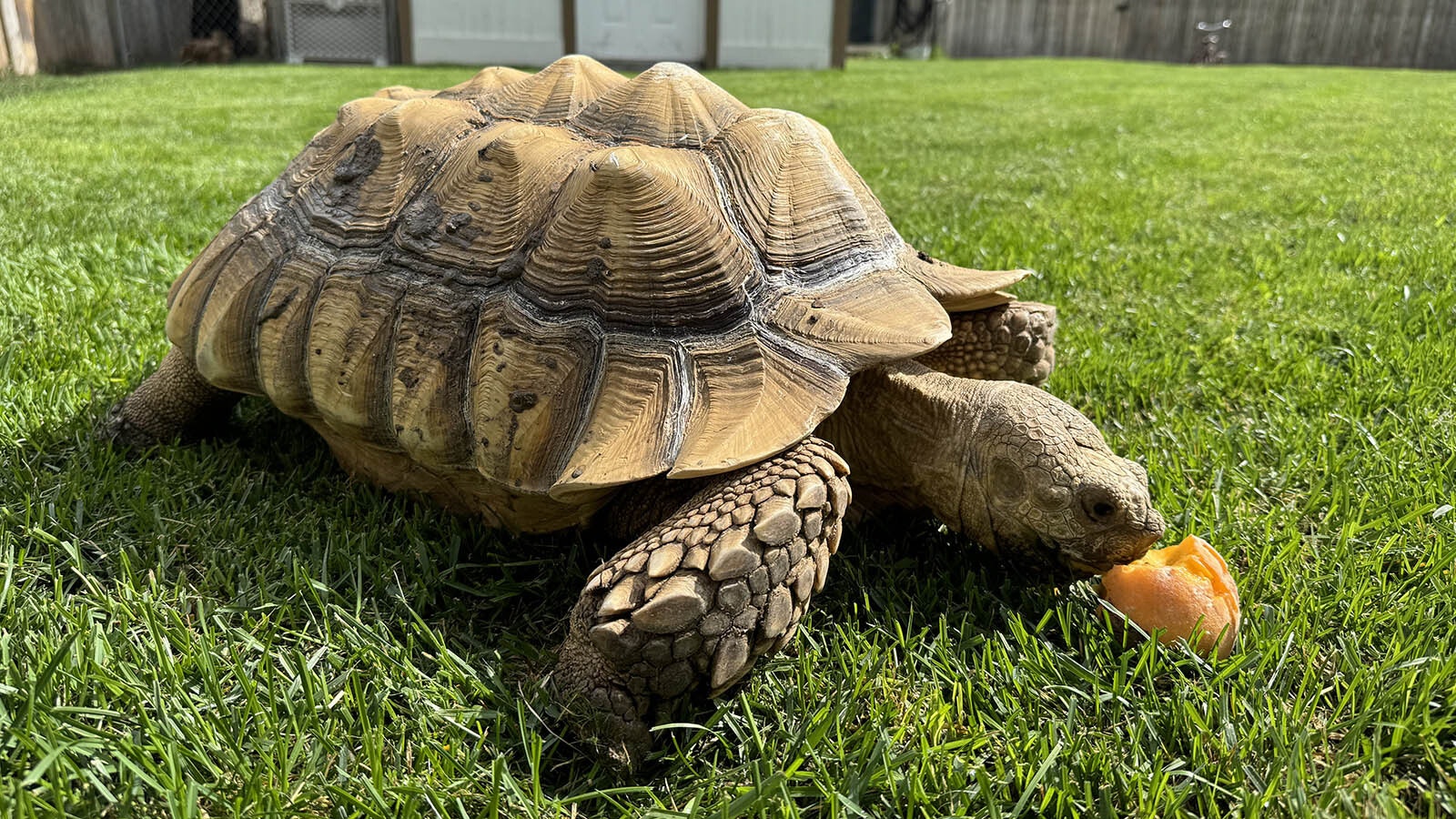 Sweet Pea enjoys a peach as a tasty treat. Sulcata tortoises primarily eat grass and hay, while occasionally enjoying fruits and vegetables, making them fairly expensive pets.