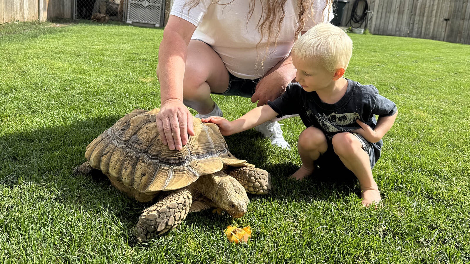 Noah Yenny, 3, pets the shell of Sweet Pea, a 12-year-old sulcata tortoise. Sweet Pea escaped the yard of his owner, Sabrina Hanson, and wandered a block away before being discovered grazing on a neighbor's lawn.