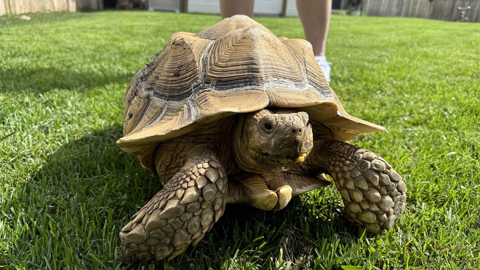 Sweet Pea is a 12-year-old tortoise in Cody, Wyoming, that can’t seem to stay in his own lane. He keeps escaping his yard to graze on the front lawn of neighbors.