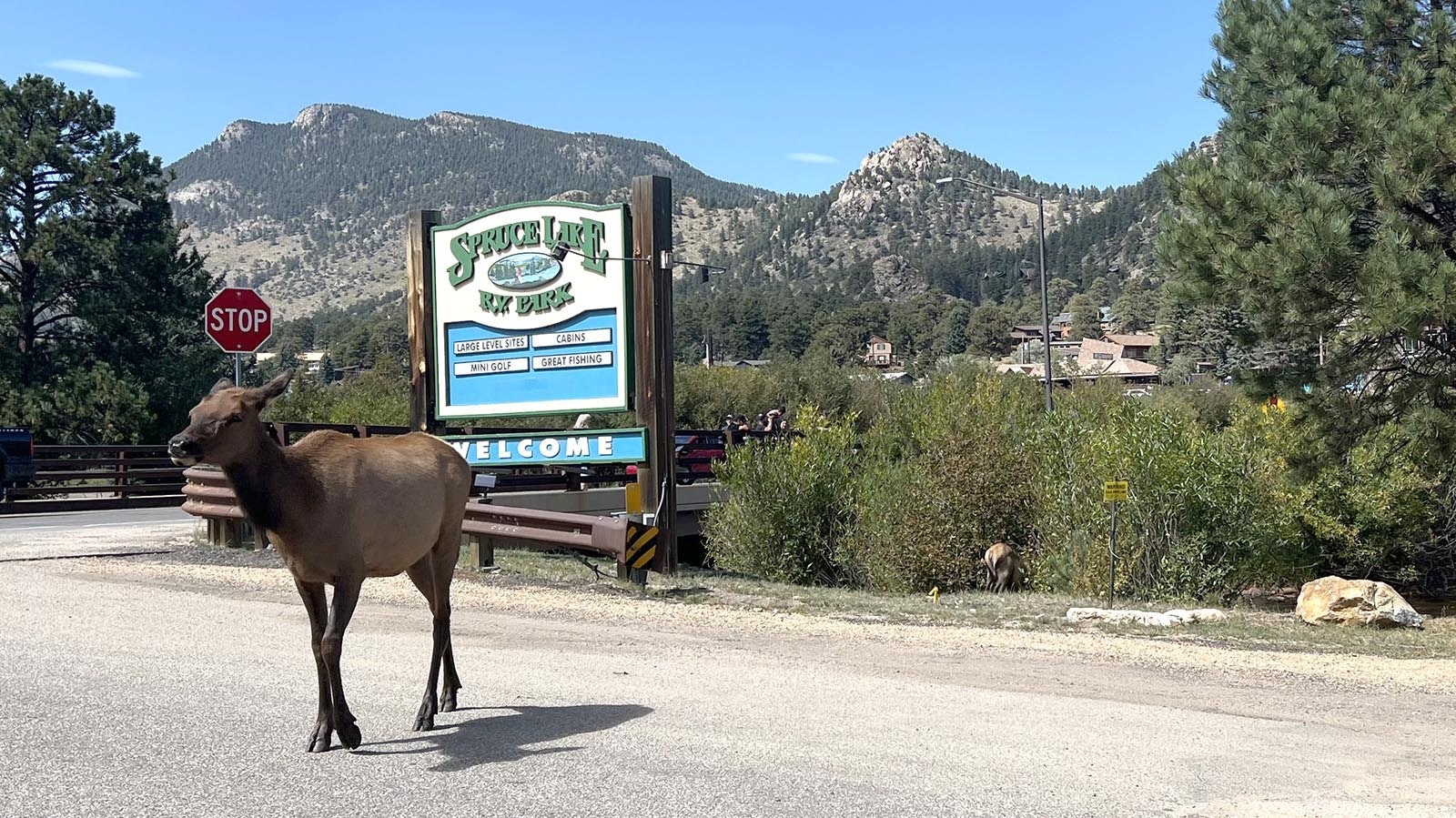 Estes Park, Colorado is full of urban elk. People love to admire them. And for the most part, the elk don’t try goring or stomping people who get too close.