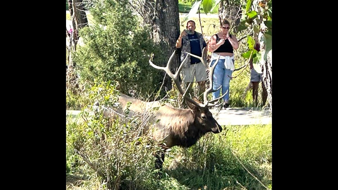 People get dangerously close to a bull elk in downtown Estes Park early Saturday.