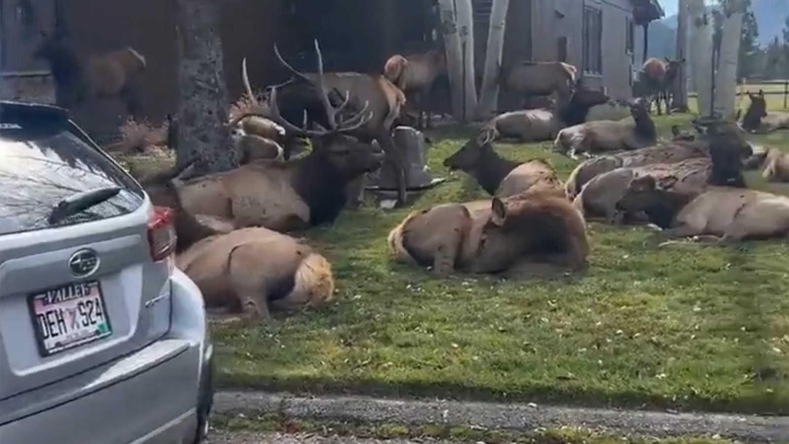 A large bull elk with his harem of does relaxes on the front lawn of a home in Estes Park, Colorado.